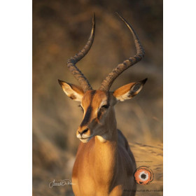 Insipiration Déco Photo - L'impala au soleil doré