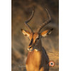 Insipiration Déco Photo - L'impala au soleil doré