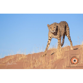 Insipiration Déco Photo - Guépard du Désert – La Grâce en Mouvement