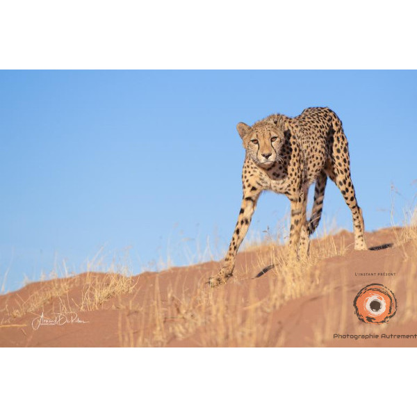 Insipiration Déco Photo - Guépard du Désert – La Grâce en Mouvement