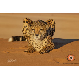Insipiration Déco Photo - Guépard du Désert – Vigilance dans la Sérénité