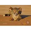 Insipiration Déco Photo - Guépard du Désert – Vigilance dans la Sérénité