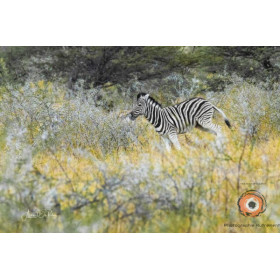 Insipiration Déco Photo - Zèbre dans la nature – élégance sauvage en liberté