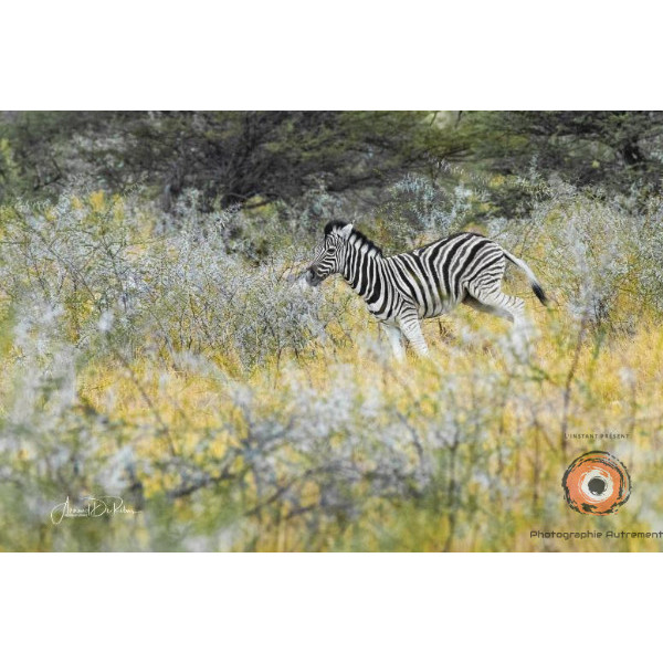Insipiration Déco Photo - Zèbre dans la nature – élégance sauvage en liberté