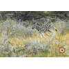 Insipiration Déco Photo - Zèbre dans la nature – élégance sauvage en liberté
