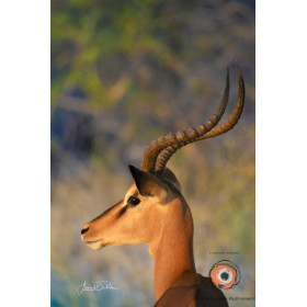 Insipiration Déco Photo - Impala Majestueux – Équilibre parfait entre élégance et puissance