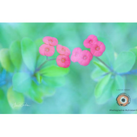 Insipiration Déco Photo - Fleurs roses en symétrie