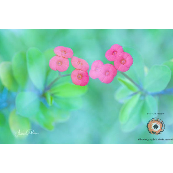 Insipiration Déco Photo - Fleurs roses en symétrie
