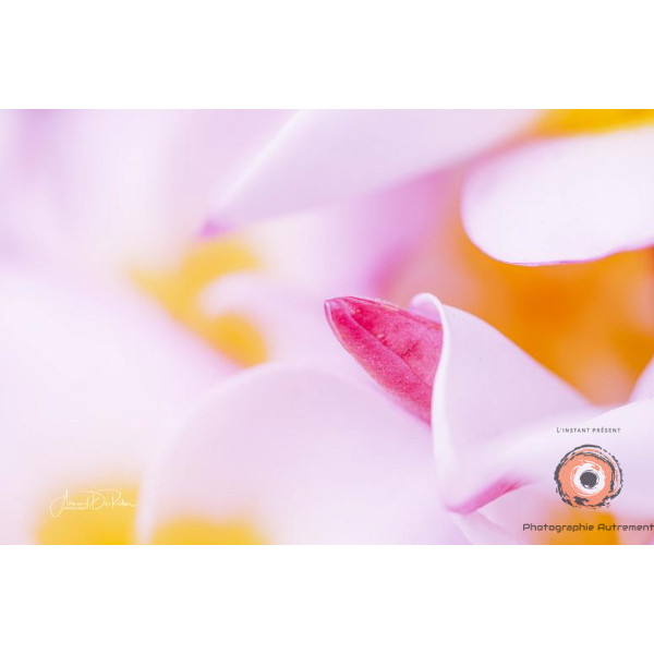 Insipiration Déco Photo - Bourgeon floral