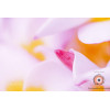Insipiration Déco Photo - Bourgeon floral