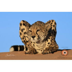 Insipiration Déco Photo - Guépard du Désert - Sérénité et Force Sauvage