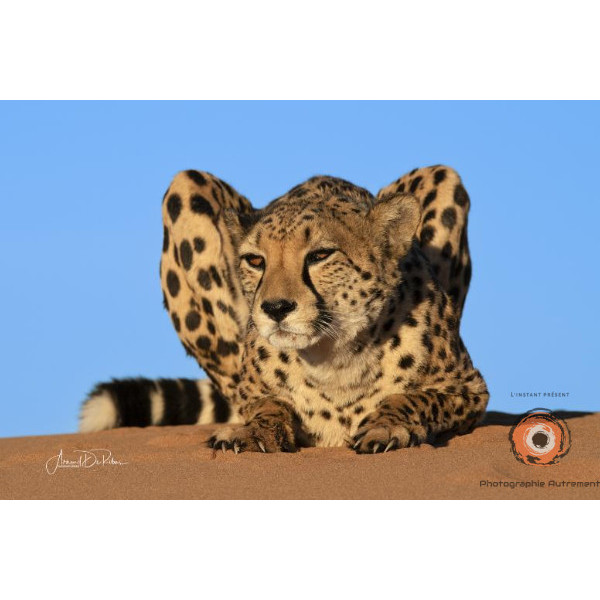 Insipiration Déco Photo - Guépard du Désert - Sérénité et Force Sauvage