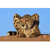 Insipiration Déco Photo - Guépard du Désert - Sérénité et Force Sauvage