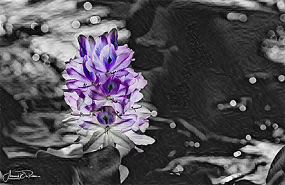 Fleurs